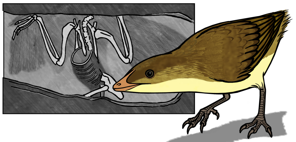 Eoalulavis