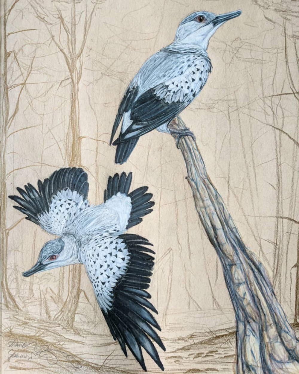 Confuciusornis птица
