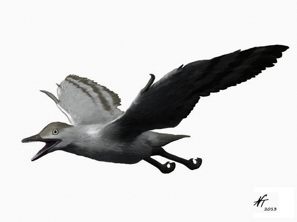 Sulcavis geeorum