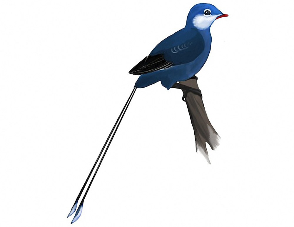 Вескорнис. Vescornis hebeiensis.