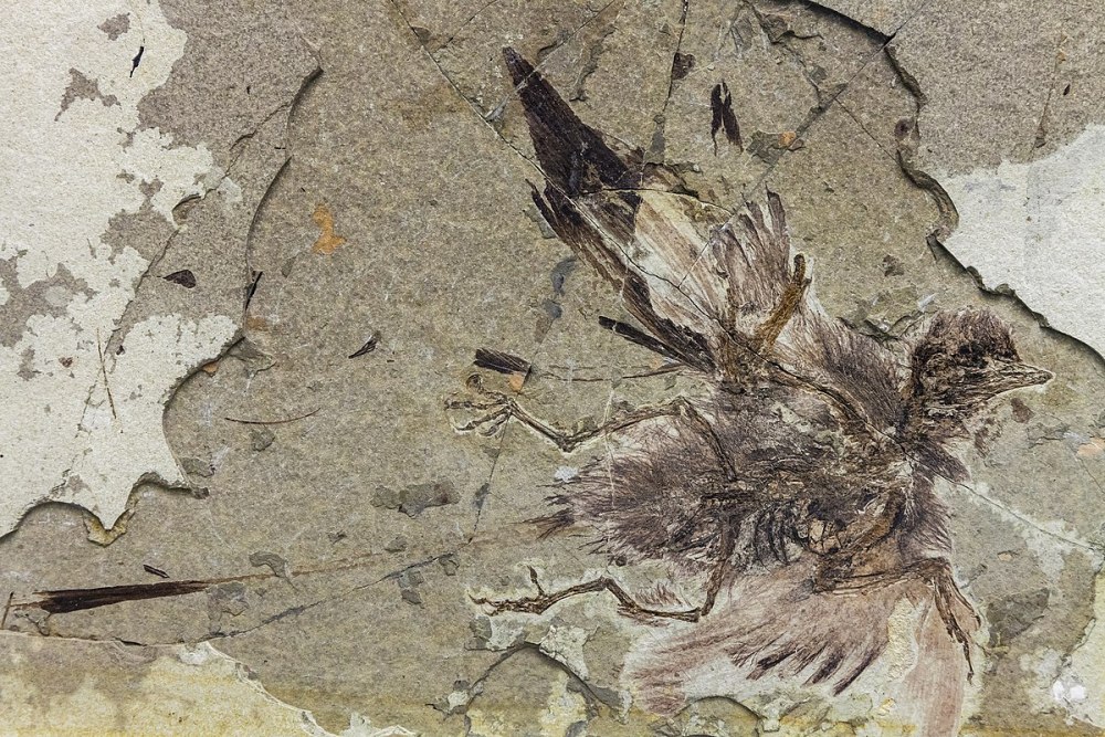 Jehol Biota