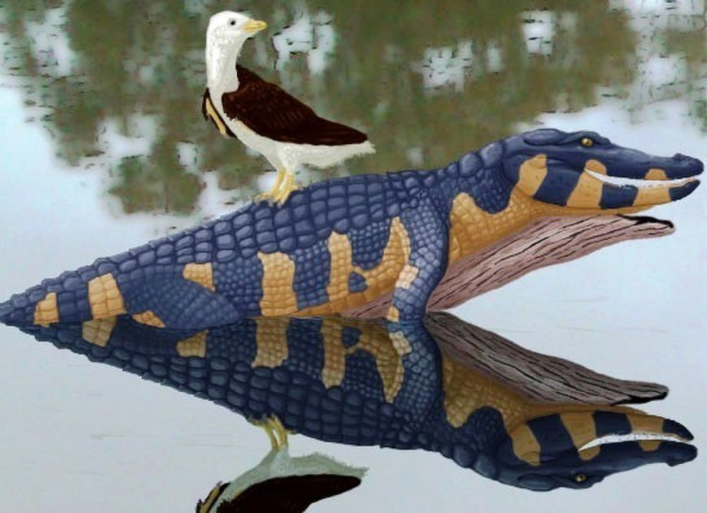Sulcavis geeorum