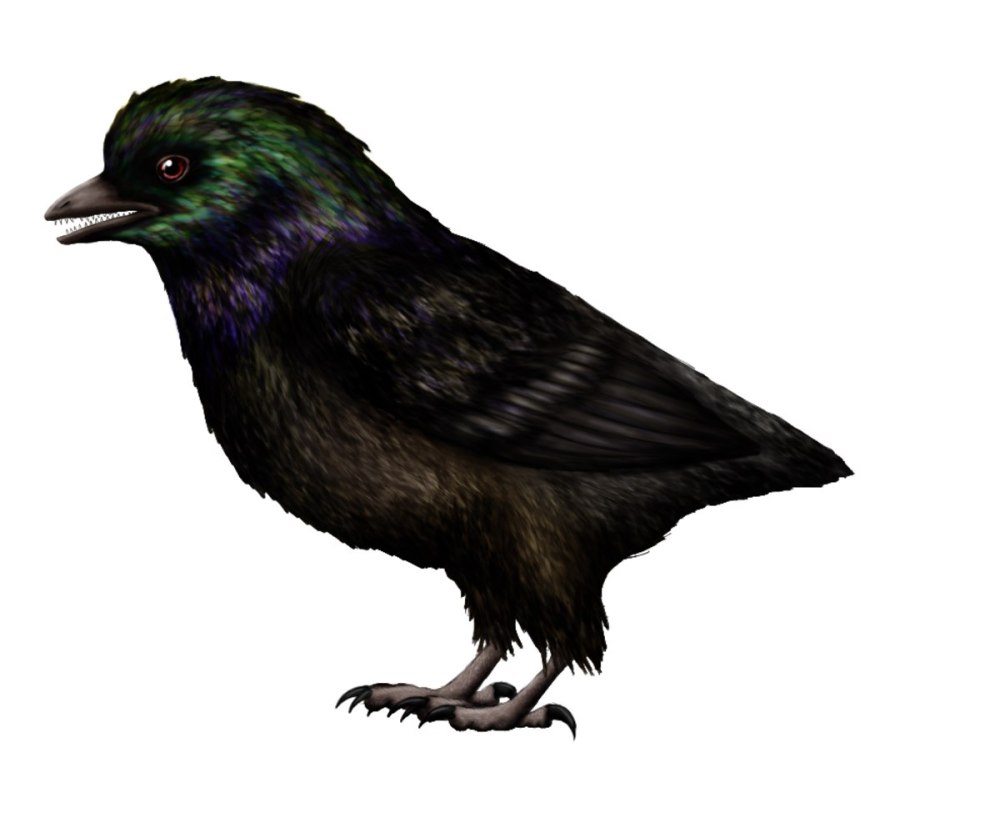 Falcatakely forsterae