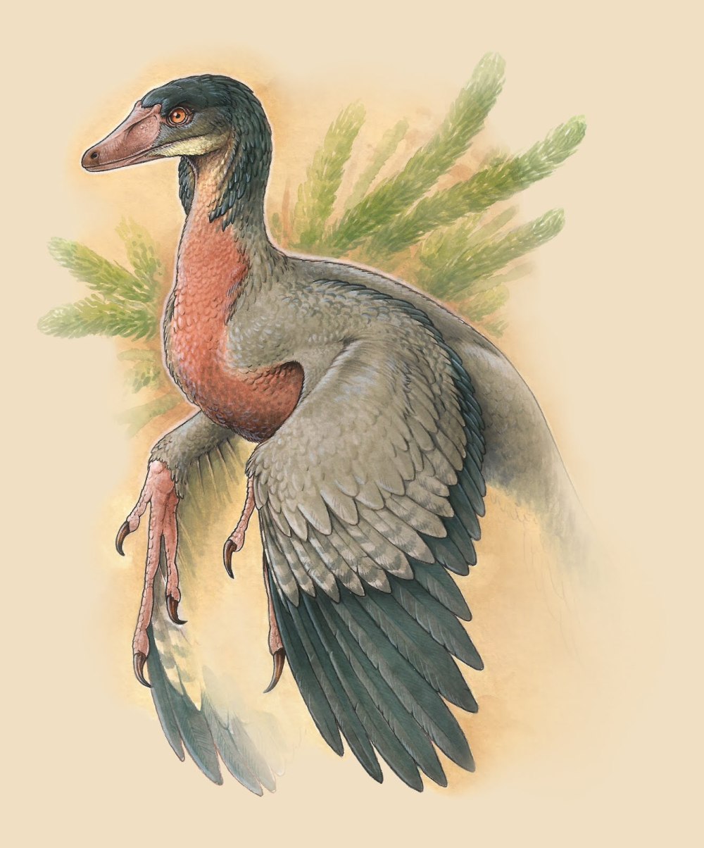 Overoraptor chimentoi