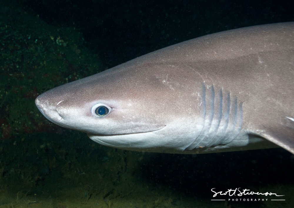 Bluntnose Sixgill Shark