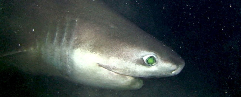 Hexanchus griseus