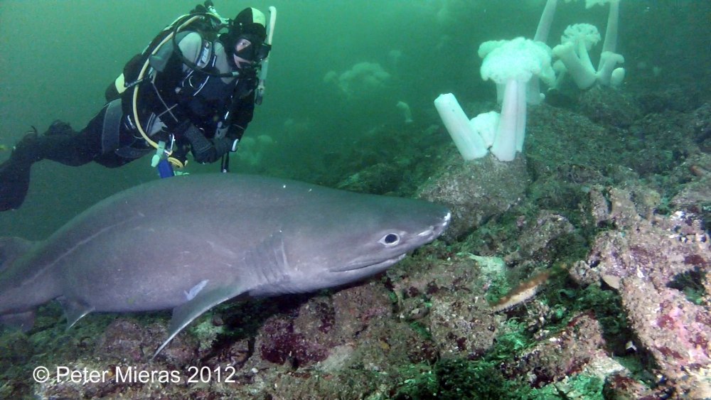 Sixgill Shark photo