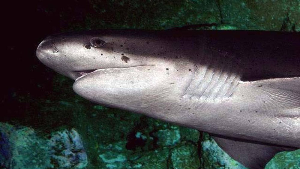 Notorynchus cepedianus