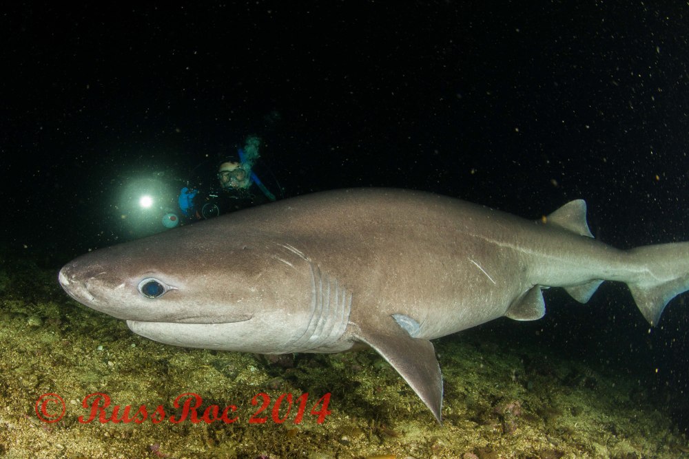 Bluntnose Sixgill Shark
