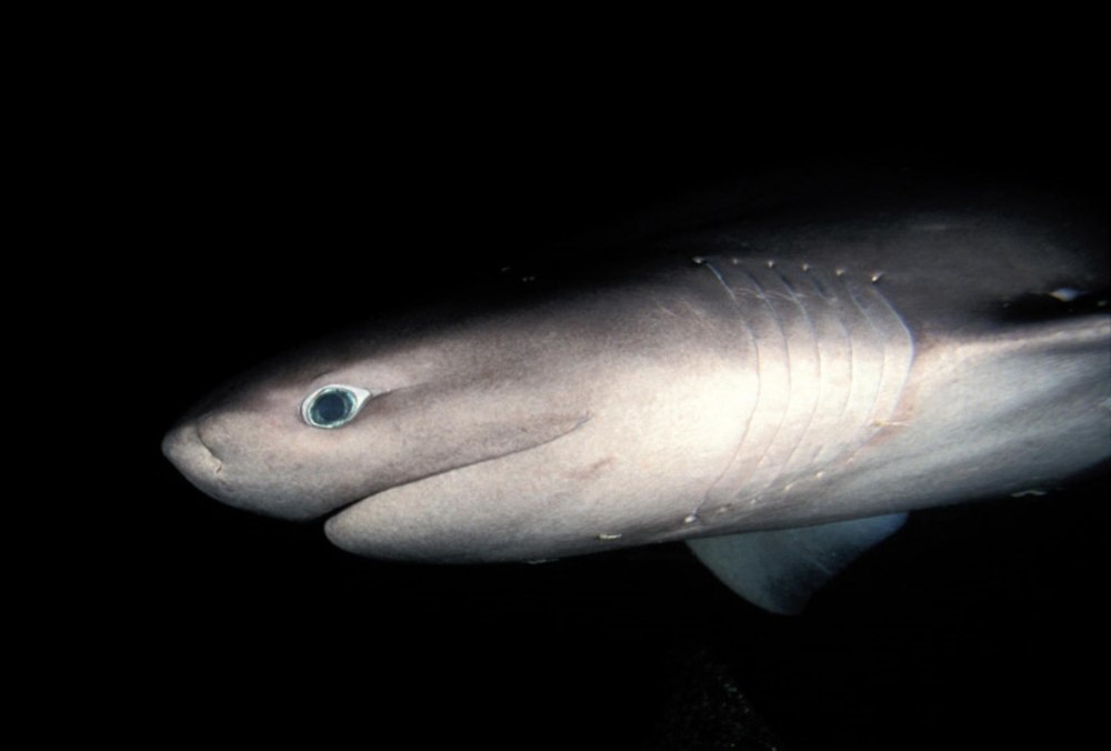 Hexanchus griseus