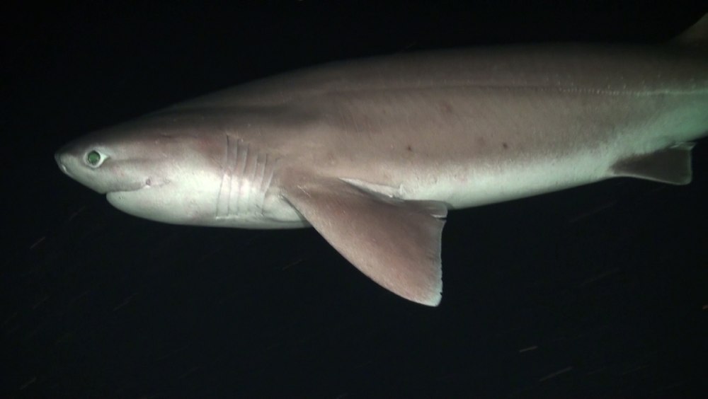 Hexanchus griseus