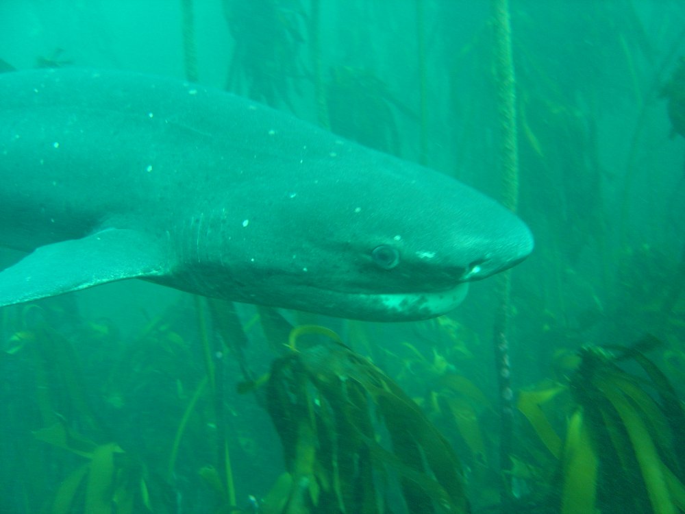 Notorynchus cepedianus