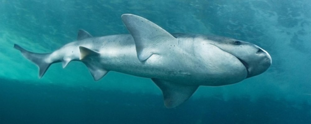 Sevengill Shark