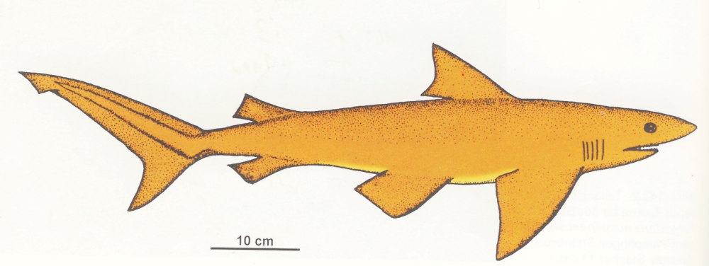 Акула Physogaleus
