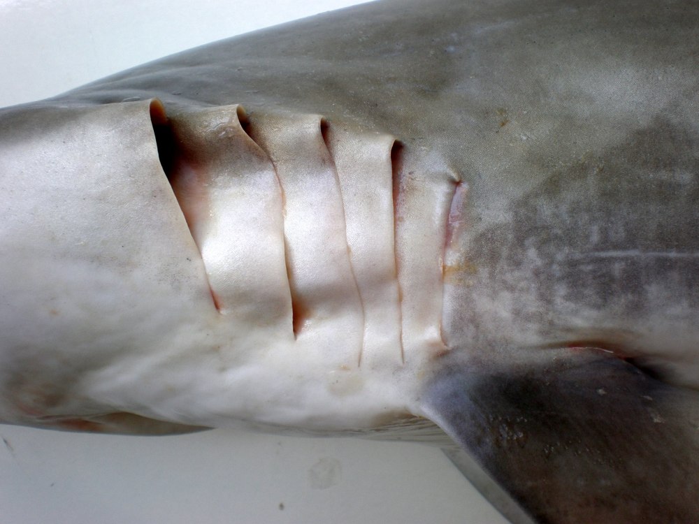 Carcharhinus brevipinna