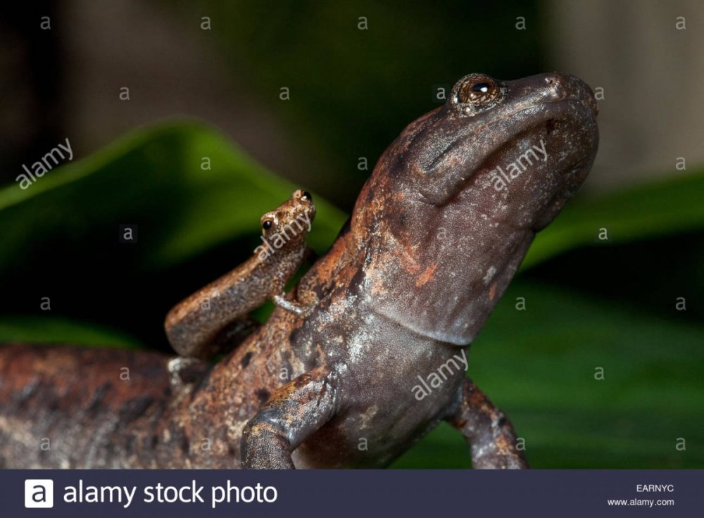 Саламандра Bolitoglossa dofleini
