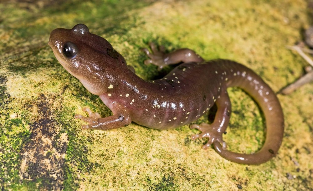 Aneides lugubris