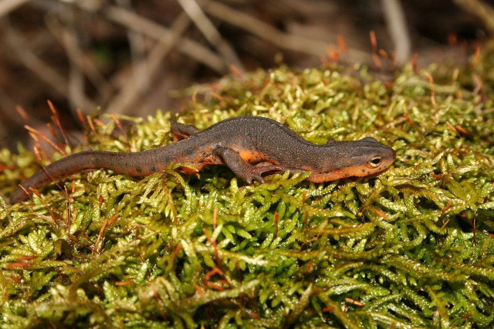 Notophthalmus viridescens louisianensis