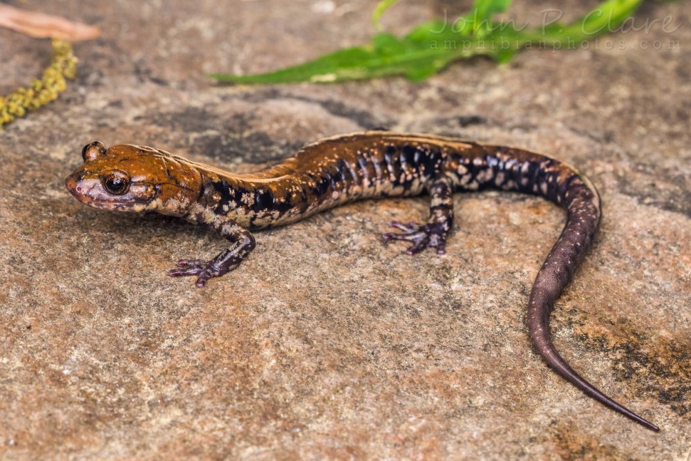 Salamander Georgia