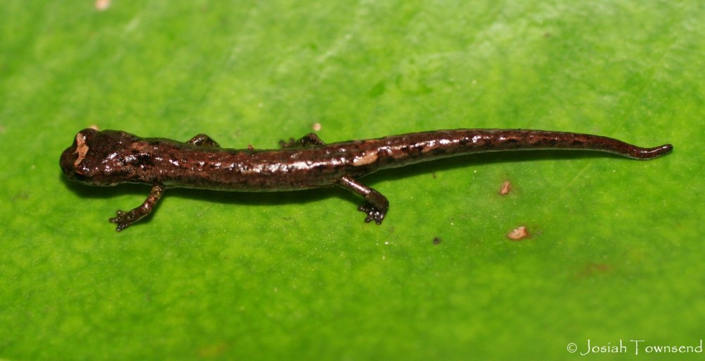 Саламандра Bolitoglossa dofleini