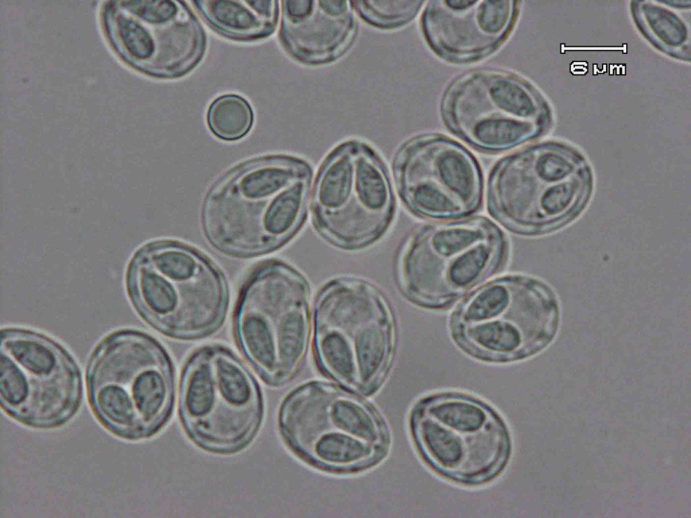 Споры Myxobolus