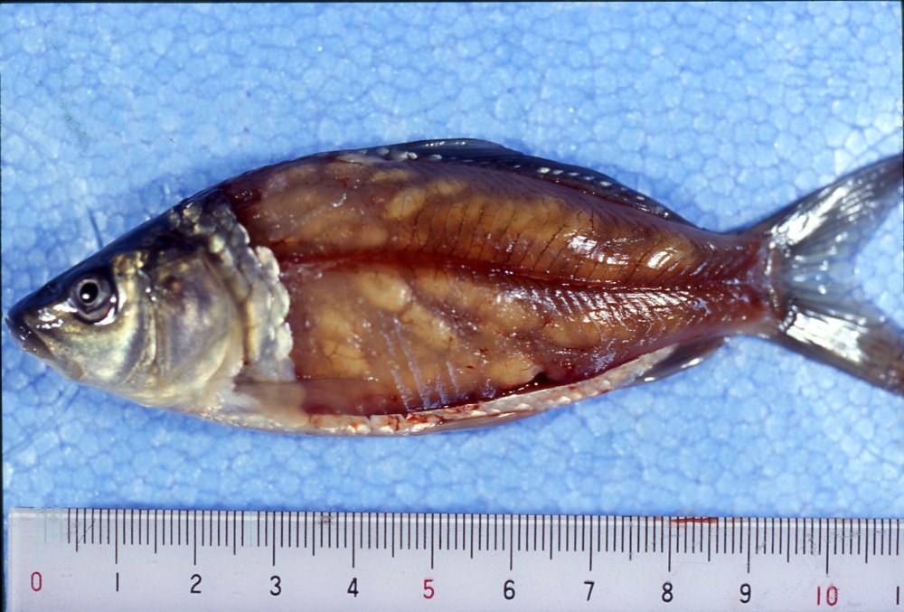 Миксоспоридиоз у лялиусов: