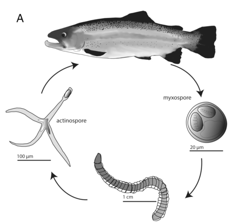 Myxozoa жизненный цикл