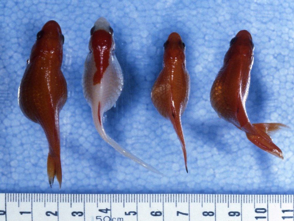 Миксоспоридии у аквариумных рыб