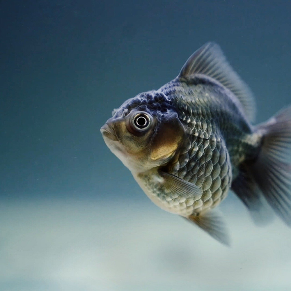 Аквариумная рыбка серебристый Карасик