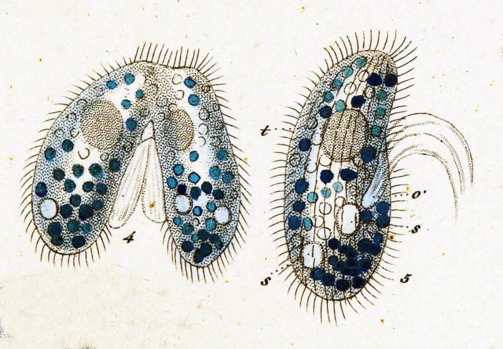 Микроб инфузория туфелька