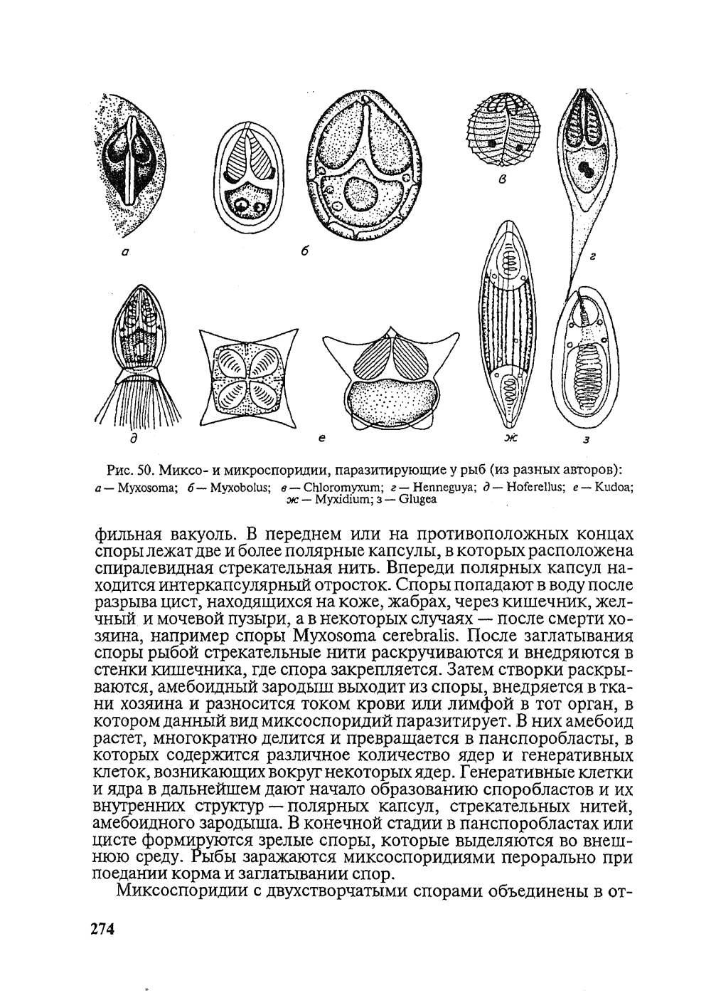 Миксоспоридии представители