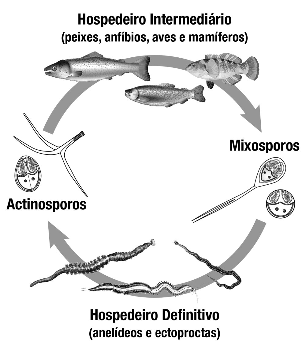 Myxobolus cerebralis жизненный цикл