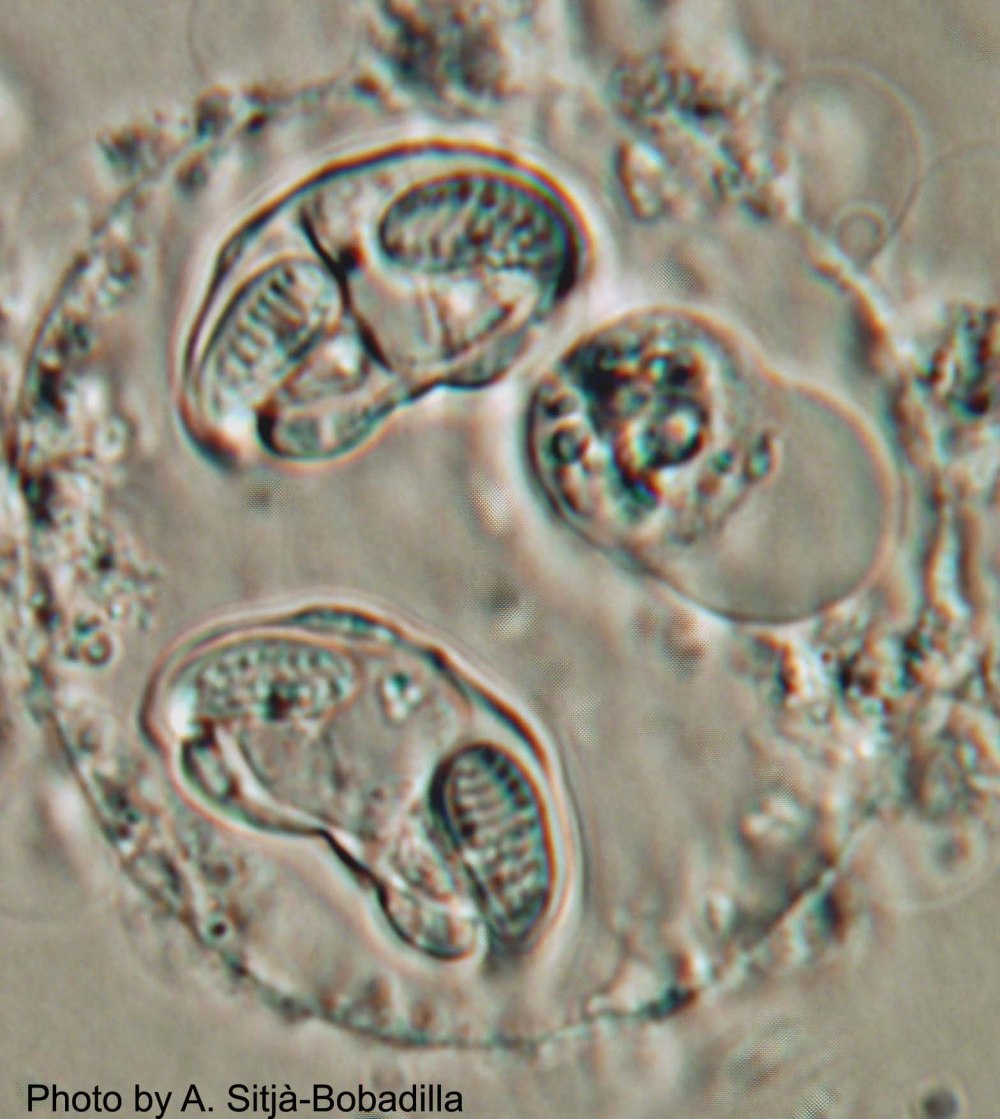 Микроспоридии у рыб фото