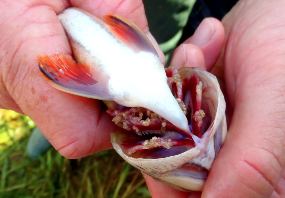 Бранхиомикоз (жаберная гниль)