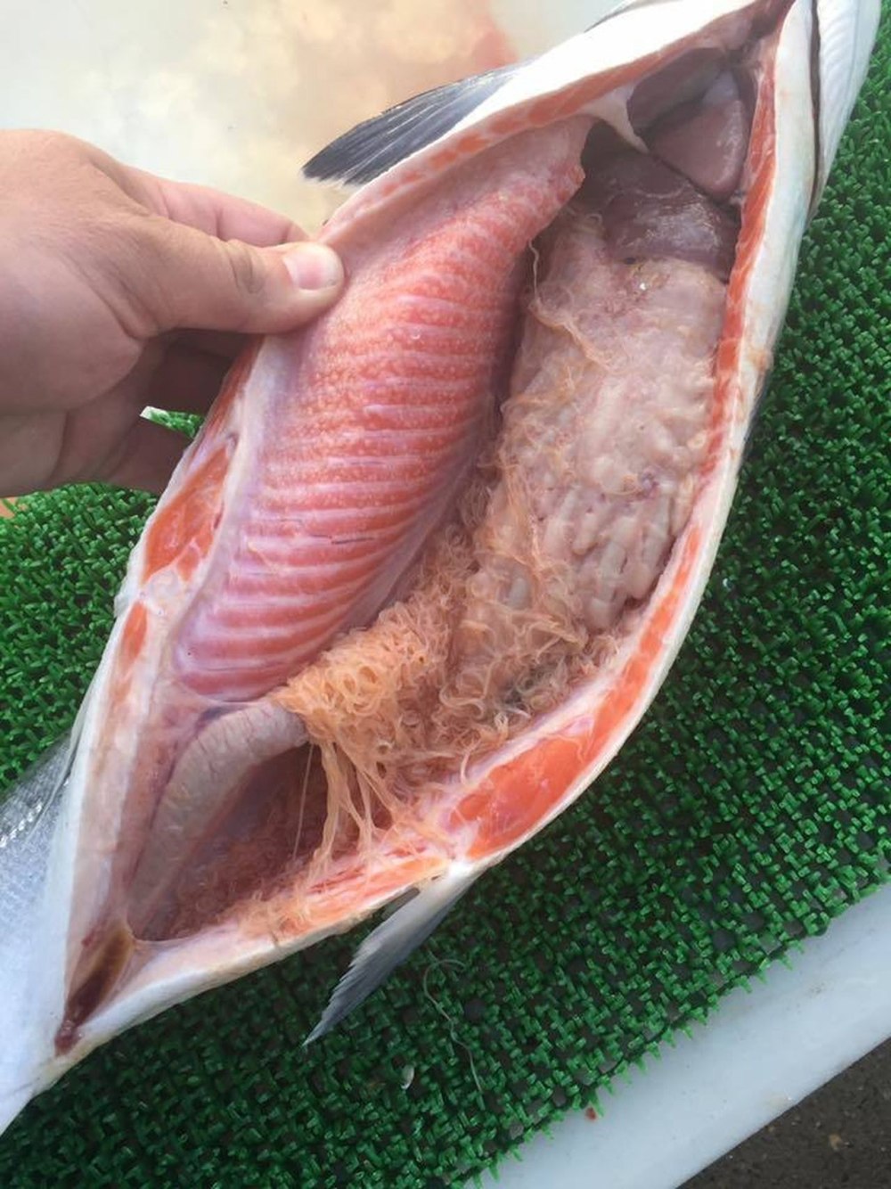 Пилорические придатки у скумбрии