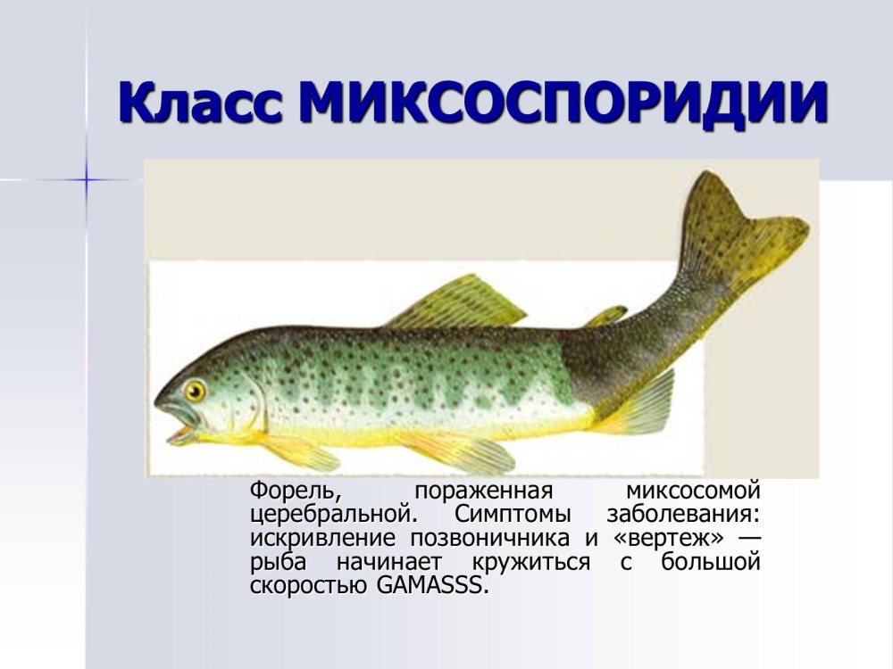Рыба пораженная Миксоспоридии
