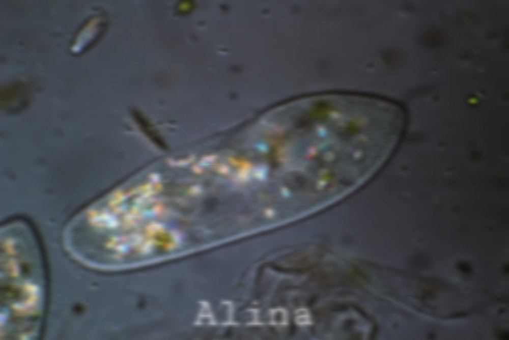 ПАРАМЕЦИЯ это инфузория туфелька