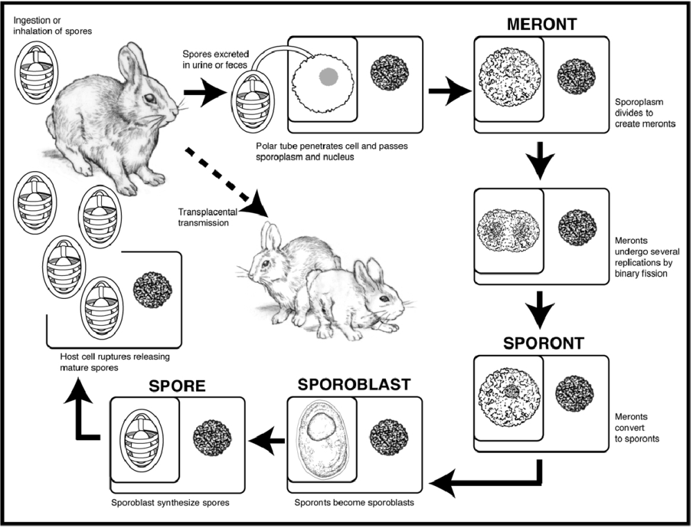 Цикл развития кокцидий кролика. Жизненный цикл кокцидии кролика. Микроспоридии (Encephalitozoon cuniculi).
