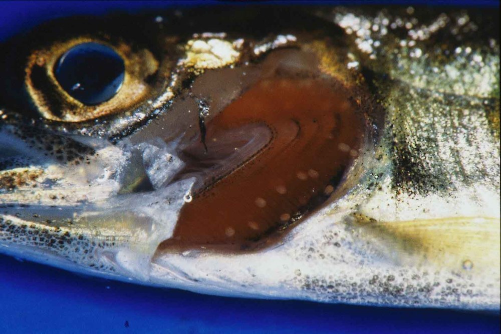 Глохидий беззубки на рыбе