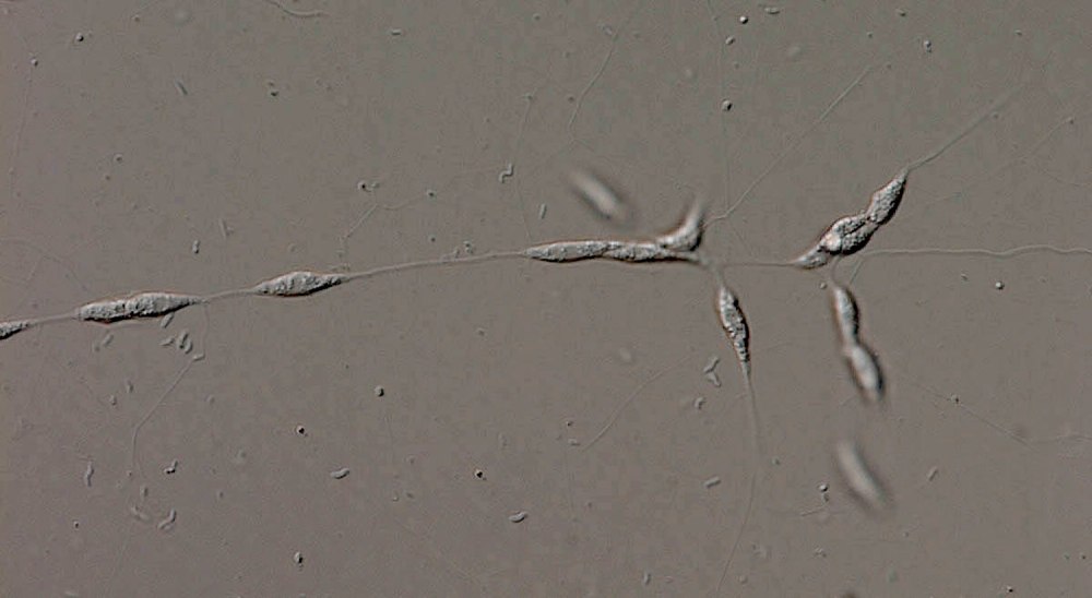 Цикл развития Лабиринтулы