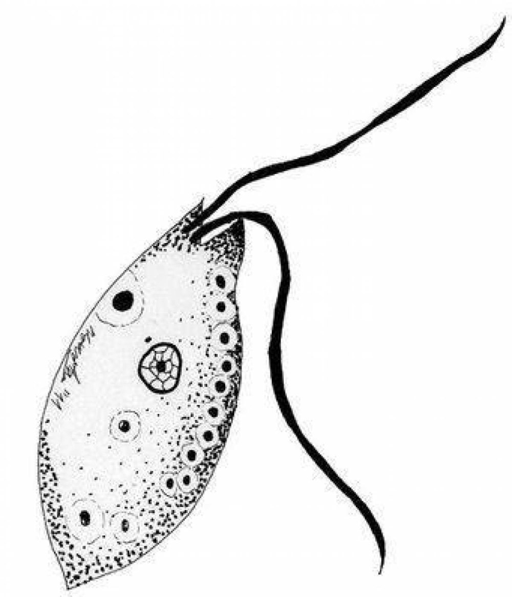 Bodo жгутиконосец