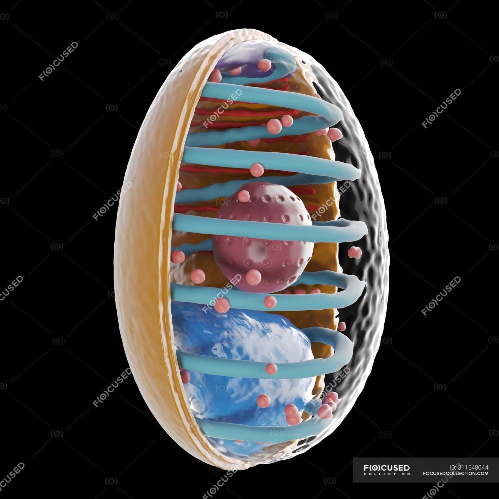 Микроспоридии препарат