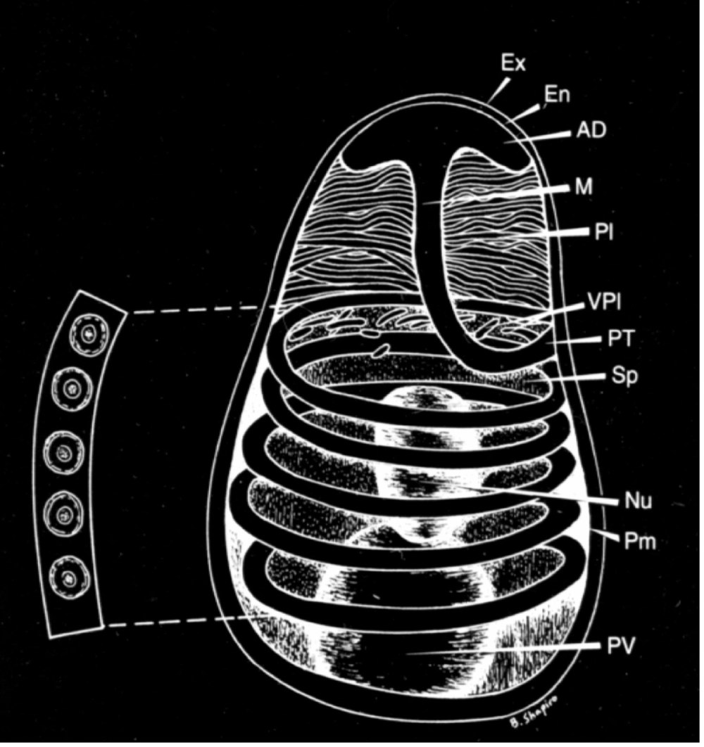 Жизненный цикл микроспоридий