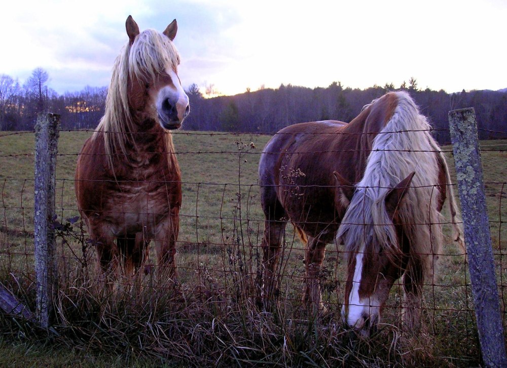 Порода лошадей брабансон