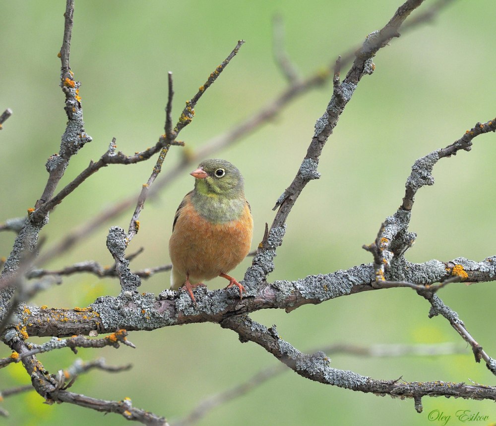 Овсянка птица на яблоне