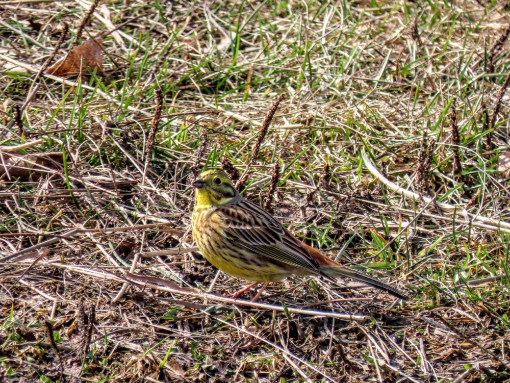 Овсянок несколько
