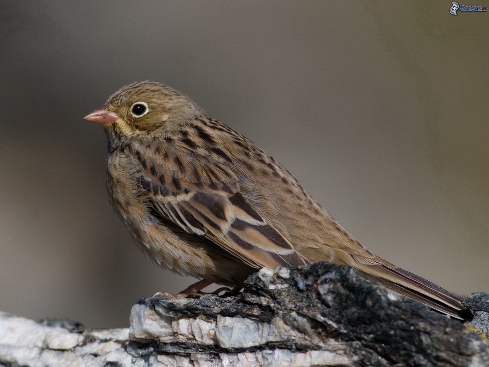 Садовая овсянка птица