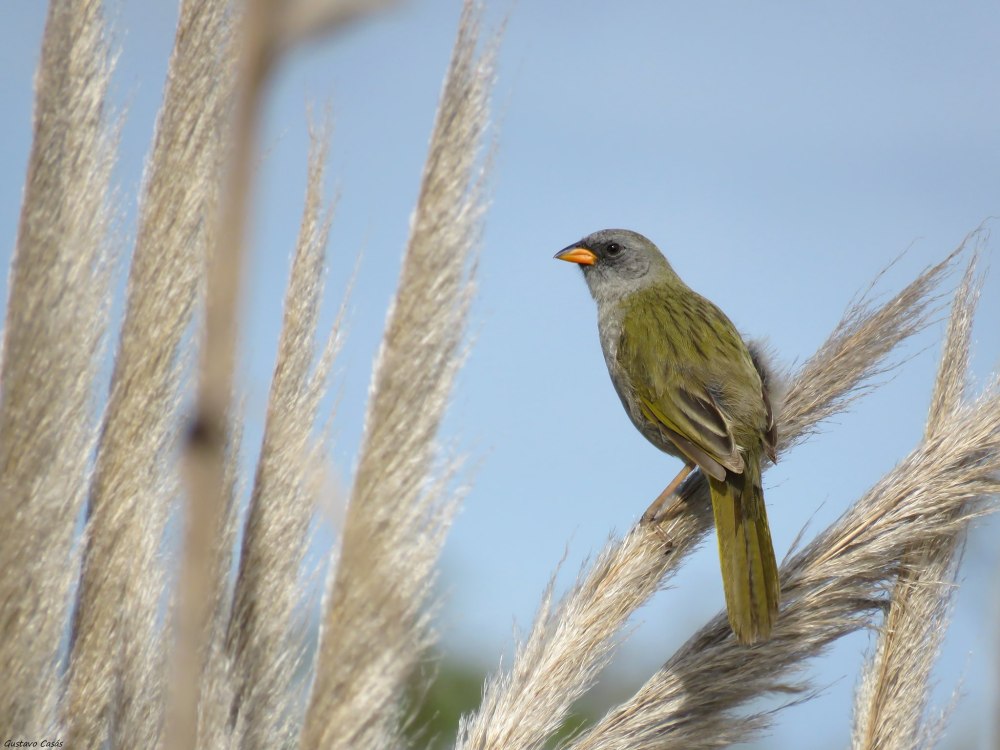 Большая овсянка-Инка