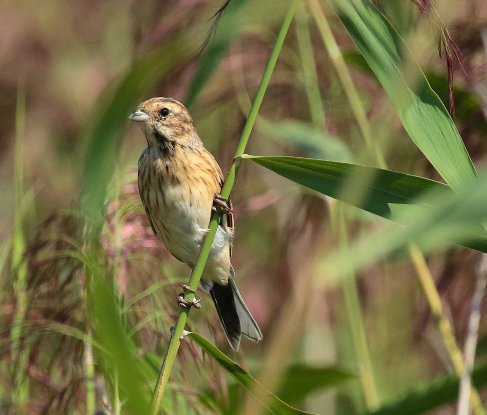 Камышовые птицы России