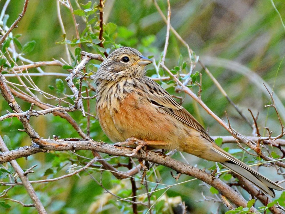 Овсянка Янковского птица